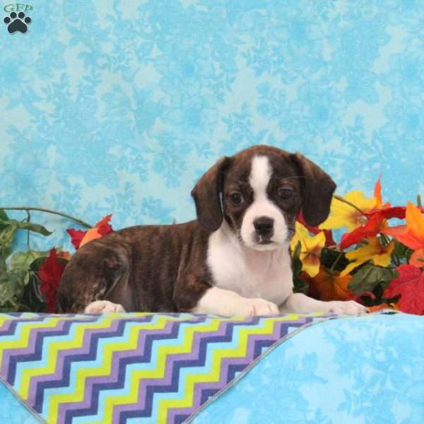 Mocha, Boston Terrier Mix Puppy